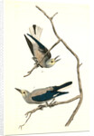 Clarke's Nutcracker by John James Audubon