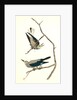 Clarke's Nutcracker by John James Audubon