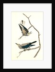 Clarke's Nutcracker by John James Audubon
