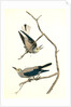 Clarke's Nutcracker by John James Audubon