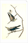 Clarke's Nutcracker by John James Audubon