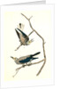 Clarke's Nutcracker by John James Audubon