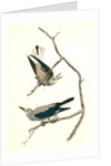 Clarke's Nutcracker by John James Audubon
