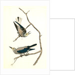Clarke's Nutcracker by John James Audubon