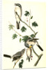 Great American Shrike by John James Audubon