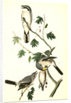 Great American Shrike by John James Audubon