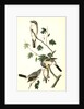 Great American Shrike by John James Audubon