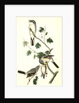 Great American Shrike by John James Audubon