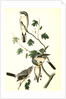 Great American Shrike by John James Audubon