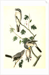 Great American Shrike by John James Audubon