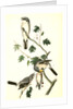Great American Shrike by John James Audubon