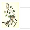 Great American Shrike by John James Audubon
