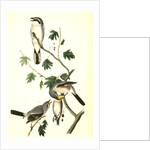 Great American Shrike by John James Audubon