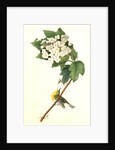 Yellow-throated Vireo, or Greenlet. Male. (Swamp Snowball. Hydrangea quercifolia.) by John James Audubon