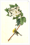 Yellow-throated Vireo, or Greenlet. Male. (Swamp Snowball. Hydrangea quercifolia.) by John James Audubon
