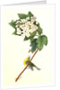 Yellow-throated Vireo, or Greenlet. Male. (Swamp Snowball. Hydrangea quercifolia.) by John James Audubon