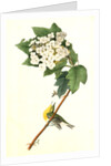 Yellow-throated Vireo, or Greenlet. Male. (Swamp Snowball. Hydrangea quercifolia.) by John James Audubon