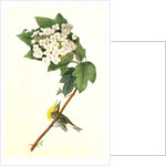 Yellow-throated Vireo, or Greenlet. Male. (Swamp Snowball. Hydrangea quercifolia.) by John James Audubon