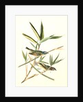 Solitary Vireo, or Greenlet. Male. (American Cane. Miegia macrosperma) by John James Audubon