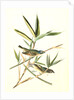 Solitary Vireo, or Greenlet. Male. (American Cane. Miegia macrosperma) by John James Audubon