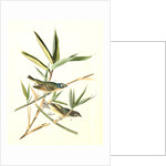 Solitary Vireo, or Greenlet. Male. (American Cane. Miegia macrosperma) by John James Audubon