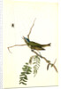 Red-eyed Vireo, or Greenlet. Male. (Honey-locust) by John James Audubon
