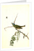 Red-eyed Vireo, or Greenlet. Male. (Honey-locust) by John James Audubon