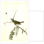 Red-eyed Vireo, or Greenlet. Male. (Honey-locust) by John James Audubon