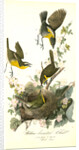 Yellow-breasted Chat by John James Audubon