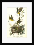 Yellow-breasted Chat by John James Audubon
