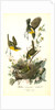 Yellow-breasted Chat by John James Audubon