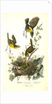 Yellow-breasted Chat by John James Audubon