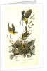 Yellow-breasted Chat by John James Audubon