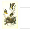 Yellow-breasted Chat by John James Audubon
