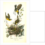Yellow-breasted Chat by John James Audubon