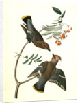 Black-throated Wax-wing, or Bohemian Chatterer by John James Audubon
