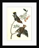 Black-throated Wax-wing, or Bohemian Chatterer by John James Audubon