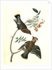 Black-throated Wax-wing, or Bohemian Chatterer by John James Audubon