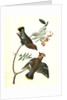 Black-throated Wax-wing, or Bohemian Chatterer by John James Audubon