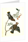 Black-throated Wax-wing, or Bohemian Chatterer by John James Audubon