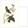 Black-throated Wax-wing, or Bohemian Chatterer by John James Audubon