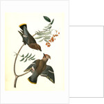 Black-throated Wax-wing, or Bohemian Chatterer by John James Audubon