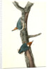 Brown-headed Nuthatch by John James Audubon