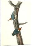 Brown-headed Nuthatch by John James Audubon
