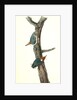 Brown-headed Nuthatch by John James Audubon