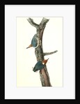 Brown-headed Nuthatch by John James Audubon