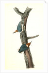 Brown-headed Nuthatch by John James Audubon