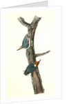 Brown-headed Nuthatch by John James Audubon
