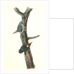 Brown-headed Nuthatch by John James Audubon