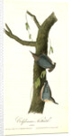 Californian Nuthatch. Adults by John James Audubon